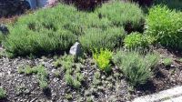 Lavendel Pflanzen lila Schmetterling Insekten Duft Garten Rheinland-Pfalz - Alpenrod Vorschau