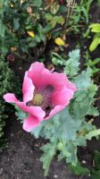 Mohn pink (Samen) Sachsen-Anhalt - Roitzsch Vorschau