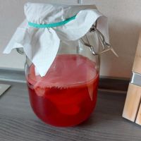 Kombucha-Scobys/ Kombucha Teepilze abzugeben Hessen - Bad Karlshafen Vorschau