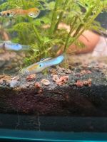 Endler Guppys Baden-Württemberg - Freiburg im Breisgau Vorschau