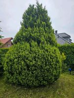 3 Bäume abzugeben Niedersachsen - Löningen Vorschau