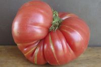 Sämlinge von großen Tomatensorten Bayern - Manching Vorschau