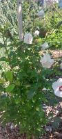 Hibiskus für den Garten Rheinland-Pfalz - Ingelheim am Rhein Vorschau