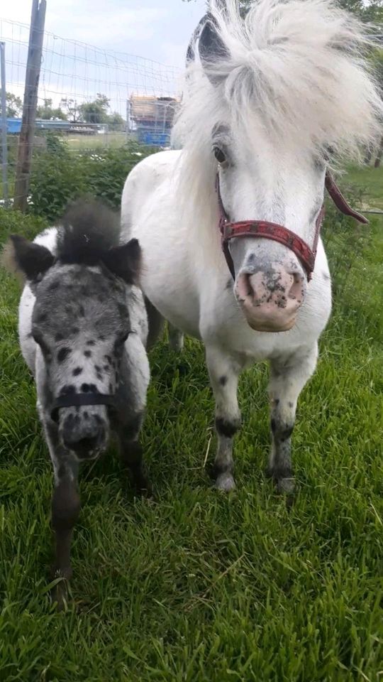 Ponyhengst, Shetty, Tigerschecke in Kabelsketal