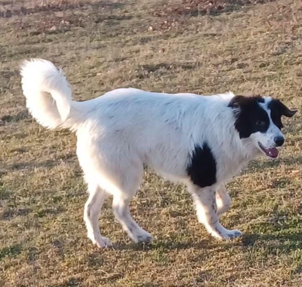 Terry -wachsamer Freund! in Boxberg / Oberlausitz