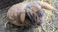 Widder Kaninchen,  Zwergkaninchen,  männlich Kr. München - Haar Vorschau