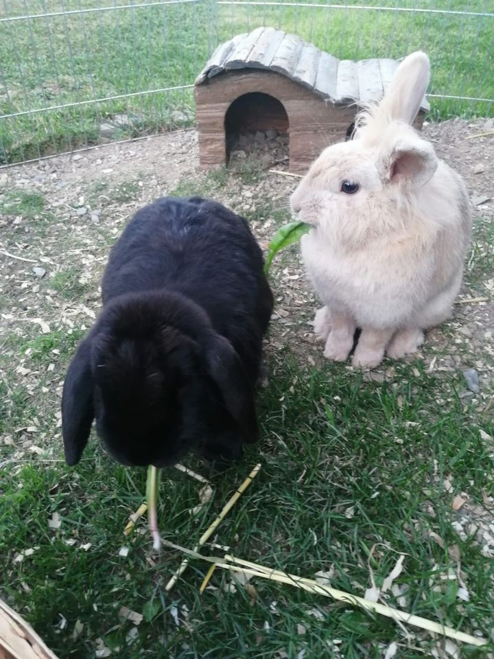 Zwei Kaninchen in Kirchhundem