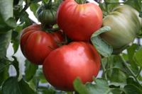 Fleischtomaten Tomatenpflanzen Gemüsepflanzen Zucchini Gurke Baden-Württemberg - Hügelsheim Vorschau