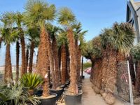 Trachycarpus Fortunei Hanfpalme 350 cm Stammhöhe 4,5 M Gesamthöhe Baden-Württemberg - Ettenheim Vorschau