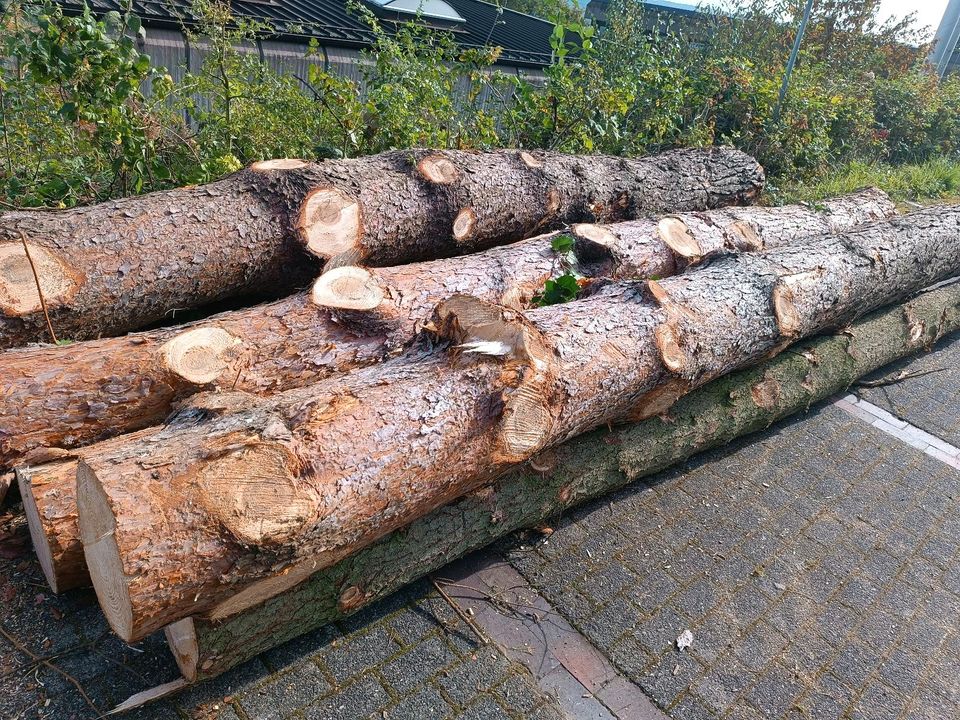 Kiefern und Lärche Stammholz zu verkaufen in Nieheim