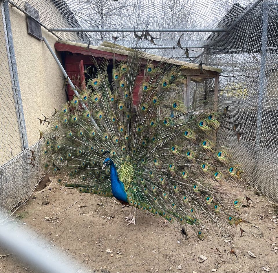 Blauer Pfau Hahn aus Naturbrut von Juli 2022 in Ludwigsburg