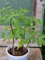 Tomaten Pflanzen Bayern - Mindelheim Vorschau