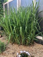 Miscanthus Sichtschutz-Pflanzen Sachsen - Lampertswalde bei Großenhain Vorschau