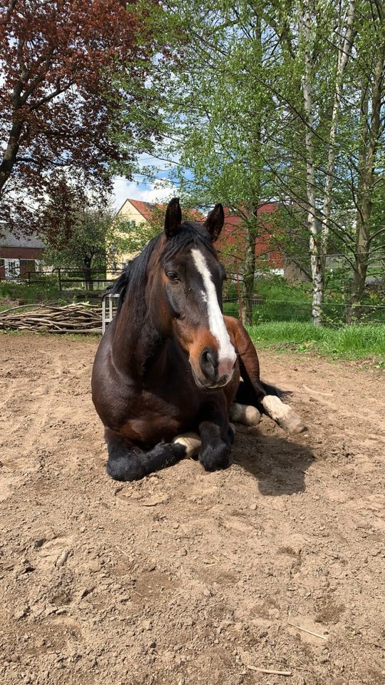 Ich suche ein Pferd in Klingenberg (Sachsen)