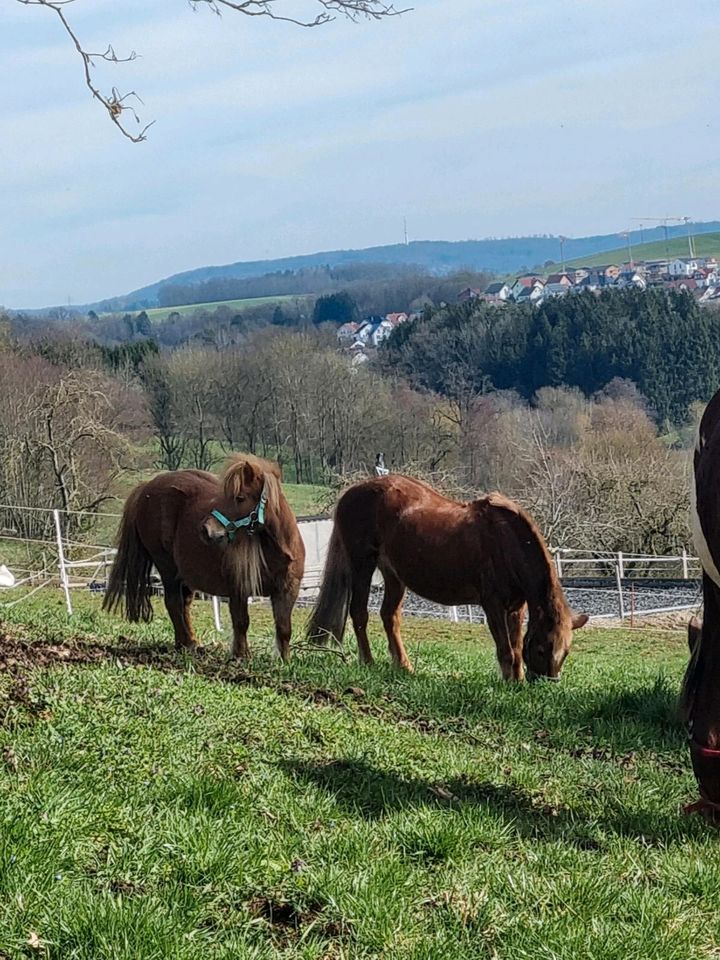 Pflegebeteiligung in Welzheim