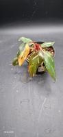 Philodendron Princ of fire Rheinland-Pfalz - Bescheid bei Hermeskeil Vorschau