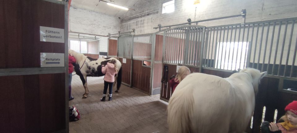 Erlebnis auf dem Ponyhof in Kluse