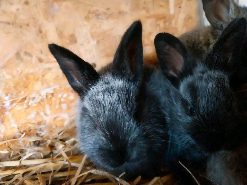 3 Kaninchen, Hasen, deutsche Riesenmixe suchen neue Möhrchengeber in Fockbek