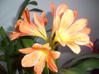 Clivie, Clivia Sachsen - Grosshartmansdorf Vorschau