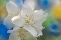 Wandbild Weiße Blüte, Fotodruck auf Alu-Dibond, 60x90 cm, Edition Niedersachsen - Stadland Vorschau