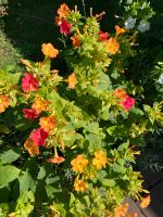 Blühfreudige Mirabilis Wunderblumen 50 Same Brandenburg - Oberkrämer Vorschau