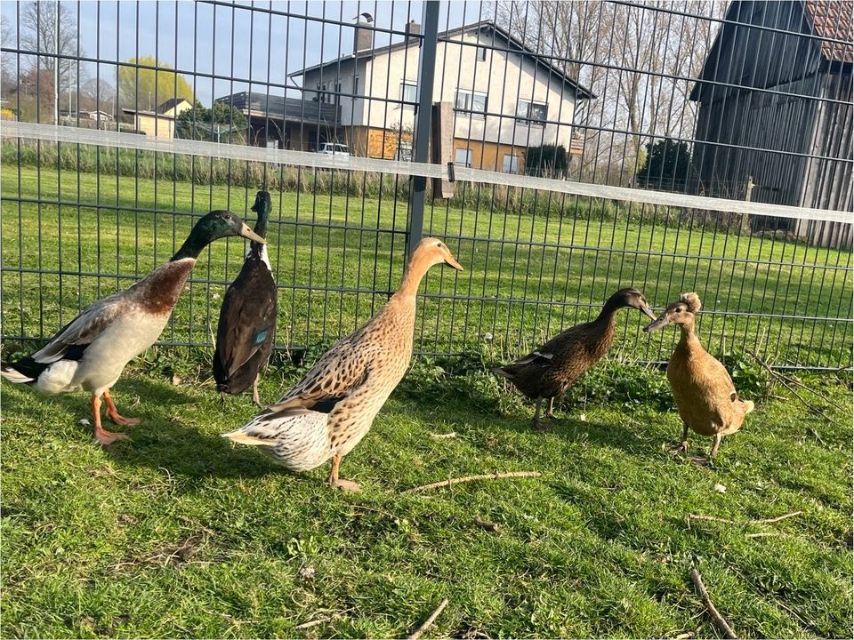 Bruteier (Laufenten/Enten/Erpel) in Echzell 