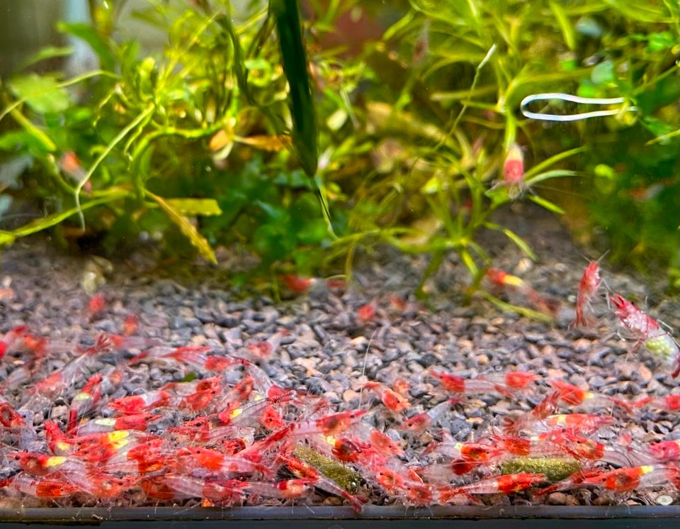 Red Rili Shrimp, Garnelen Neocaridina in Dortmund