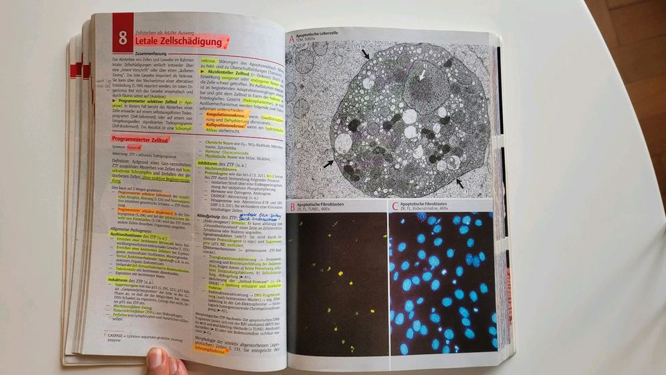 Taschenatlas der allgemeinen Pathologie Thieme in München