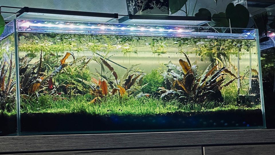 Aquarium Sondermaß 76x38x30 Weißglas in Fürth