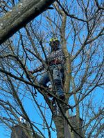 Baumpflege Baumfällung Sturmschäden Baum Fällung Rückschnitt Nordrhein-Westfalen - Krefeld Vorschau