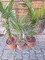 Kanarische Dattelpalme (Phoenix canariensis) - Blickfang für Ihre Hessen - Bad Nauheim Vorschau