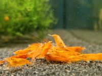 Orange Sakura Neocaridina schöne orange Leitungswasser Garnele Nordrhein-Westfalen - Bottrop Vorschau