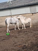 Pflege-/Reitbeteiligung Brandenburg - Herzberg (Mark) Vorschau