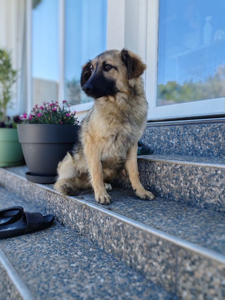 Welpe Theo sucht seine Menschen in Gerlingen