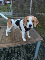 Haus für zwei Personen plus Beagle Baden-Württemberg - Tuttlingen Vorschau