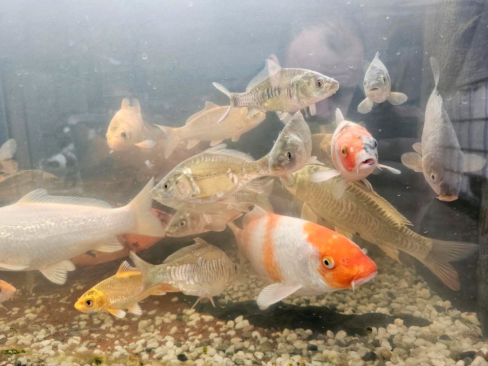 Japan KOI Nachwuchs Aufzucht Karpfen Beautys Showa Shusui Chagoi in Rodenbach b. Altenkirchen, Westerwald