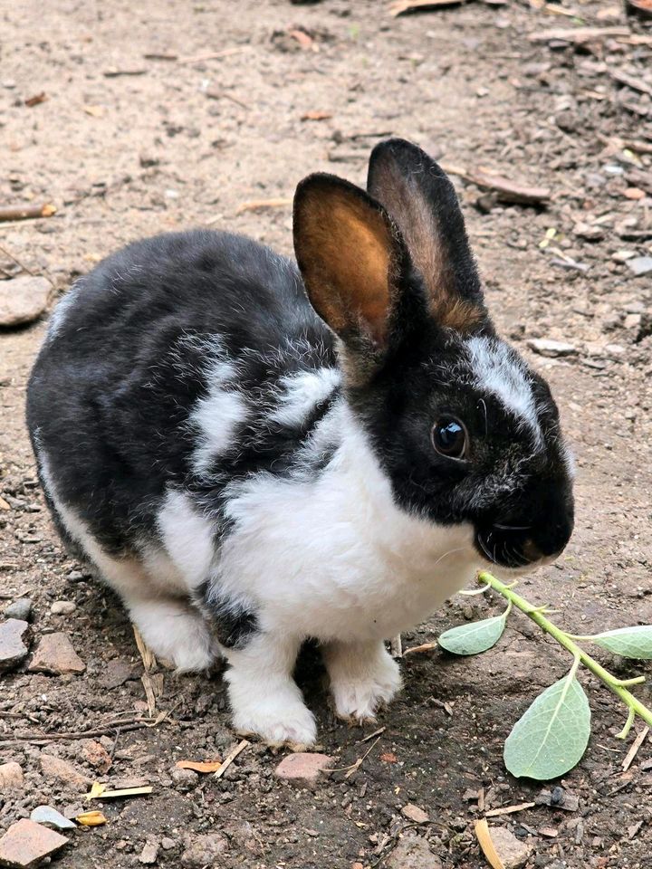 Klein-Rex Kaninchen Hase Jungtiere männlich weiblich in Erfurt