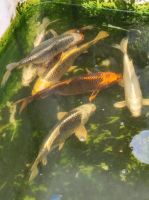 Wunderschöne Kois, Fische Baden-Württemberg - Orsingen-Nenzingen Vorschau