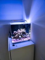 Dupla Marin Ocean Cube 50 Nano Aquarium Hessen - Schauenburg Vorschau