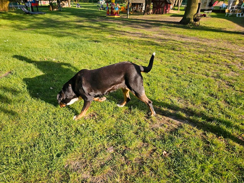 Großer Schweizer Sennenhund in Am Ettersberg