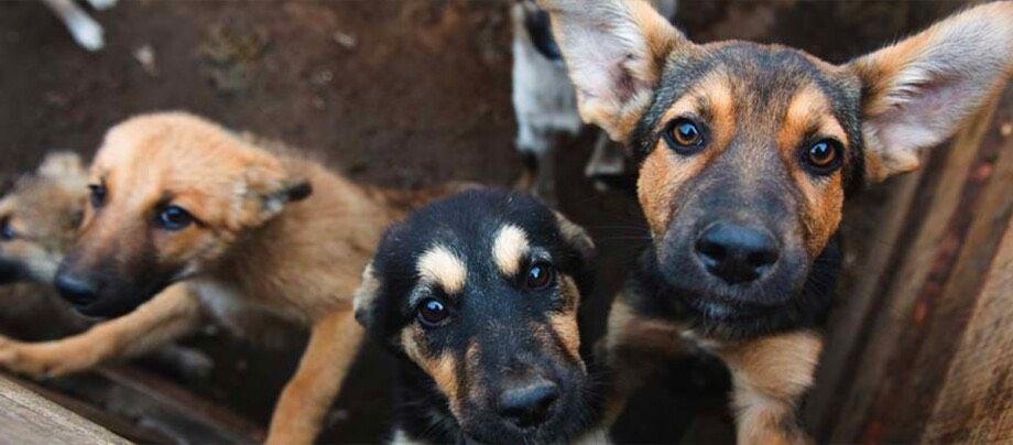 Tierschutzverein sucht ehrenamtliche Helfer in Herne