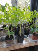 Tomatenpflanzen,  alte Sorten, groß, Tomaten Dresden - Briesnitz Vorschau
