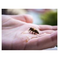 Bienenluft schnuppern: Schnupperkurs in Rostock von Stadtbienen Rostock - Stadtmitte Vorschau