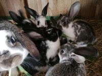 Junge Hasen Kaninchen jetzt 12 Wochen alt Sachsen - Niederwürschnitz Vorschau