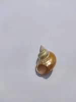 Ring Fingerring perlmutt Schneckenhaus Schmuck Meeresschnecke Baden-Württemberg - Appenweier Vorschau