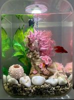 Nano Aquarium biorb 15l Rheinland-Pfalz - Trier Vorschau