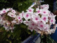 hoher PHLOX weiß rosa Flammenblume winterharte Beetstaude Hessen - Burghaun Vorschau