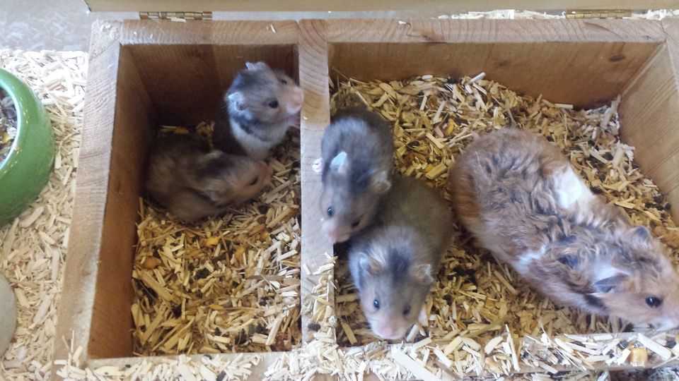 Teddyhamster sowohl männlich, als auch weiblich in Süßen