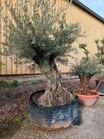 Olea europaea Olivenbaum Malla 140/160 25% Rabatt für Selbstabho. Nordrhein-Westfalen - Oer-Erkenschwick Vorschau
