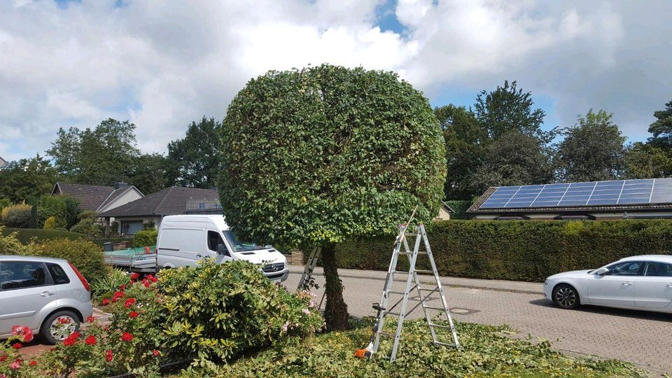 Hecke schneiden, Baumschnitt, Laubentsorgung, Gärtnerarbeiten in Harsefeld